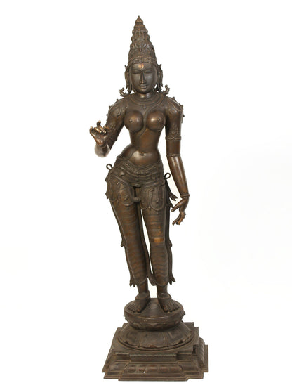 70" Large Standing Goddess Sivagami (Devi Uma) Bronze Sculpture