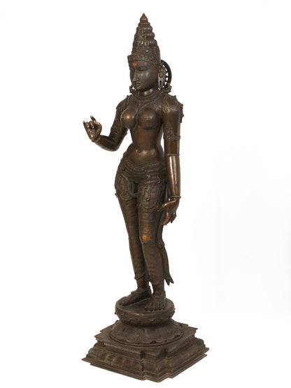 70" Large Standing Goddess Sivagami (Devi Uma) Bronze Sculpture