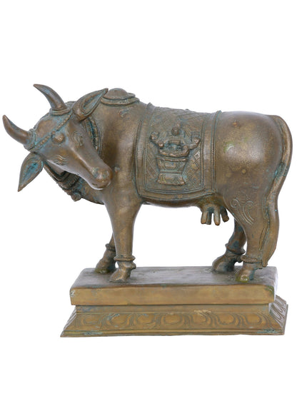 7'' Bronze Goddess Kamdhenu Cow Statue | Panchaloha Bronze Statue From Swamimalai | Handmade Statue