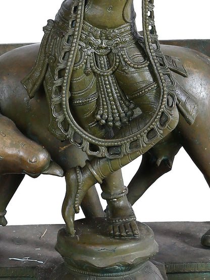 45" Lord Venugopal (Krishna) Playing Flute With Cow | Panchaloha Bronze Statue From Swamimalai