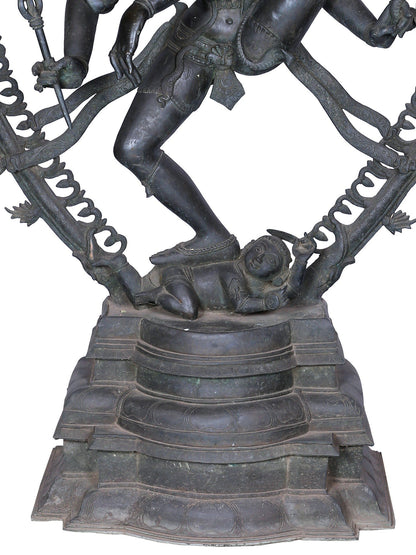 56" Lord Nataraja Form Of Shiva | Panchaloha Bronze Statue From Swamimalai | Madhuchista Vidhana (Lost-Wax)